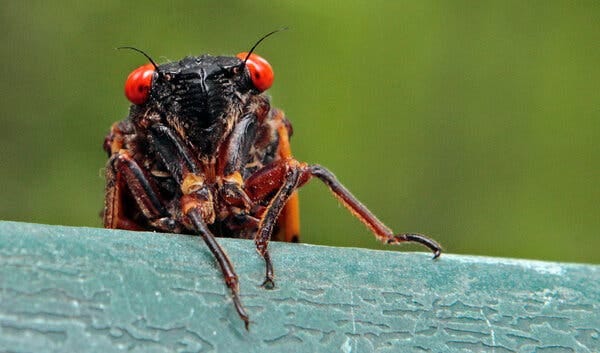 Up to a Trillion Cicadas Are About to Emerge in the U.S. - The New York  Times