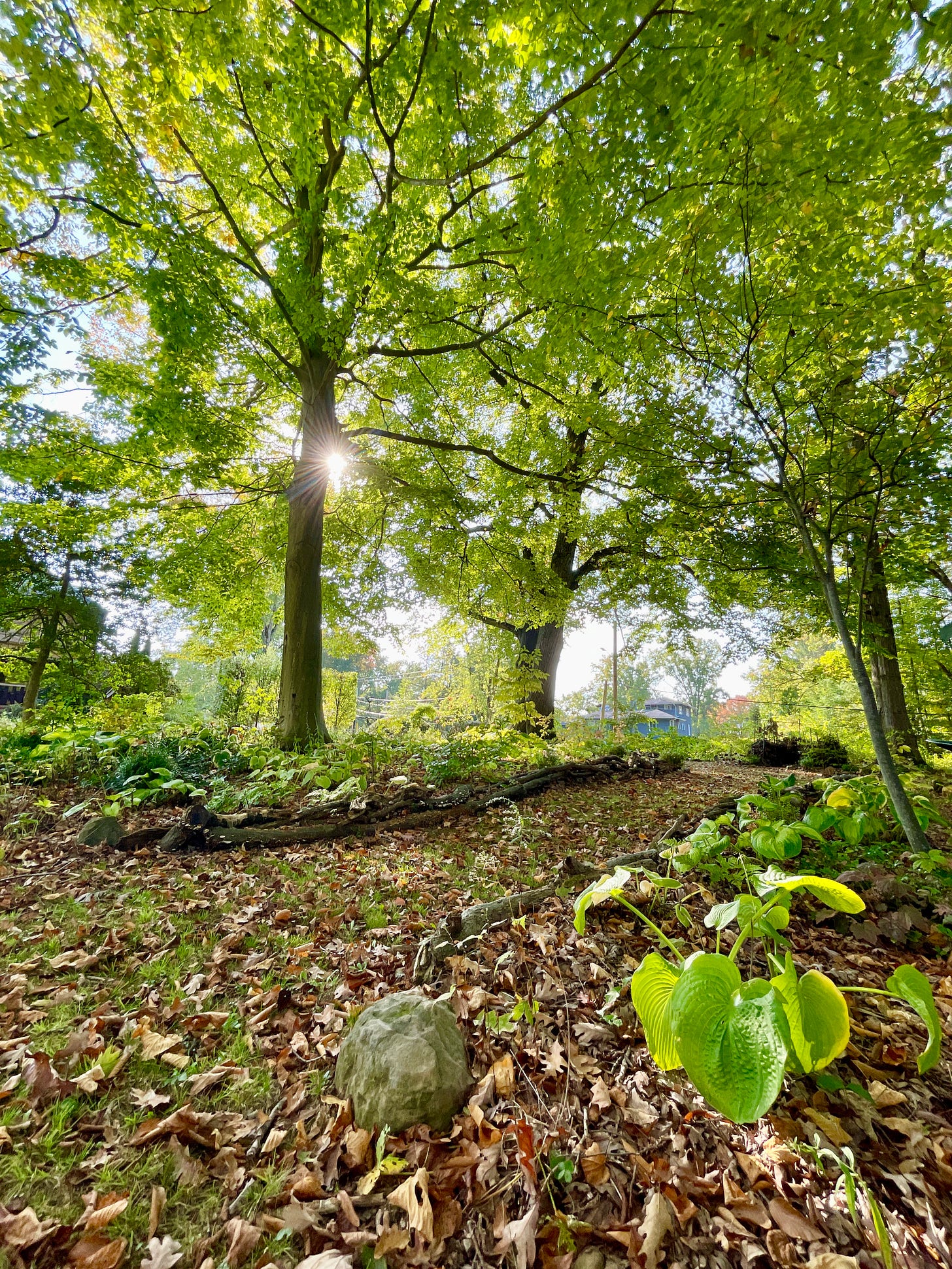 Our beech tree bed with its edging of logs and skirt of hosta this October.