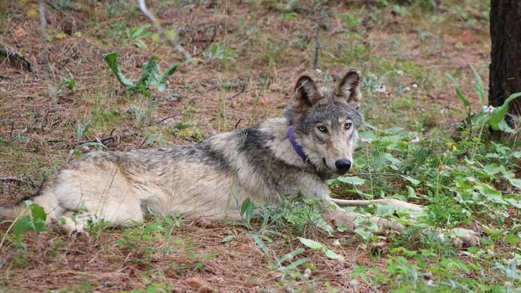 A woman on vacation in Del Mar in November believes she saw a wolf near the fairgrounds. Experts believe it is likely a wolf hybrid with a slim chance of it being a gray wolf. Pictured is OR-93, which was sighted in Ventura County in 2021. Photo courtesy California Department of Fish and Wildlife