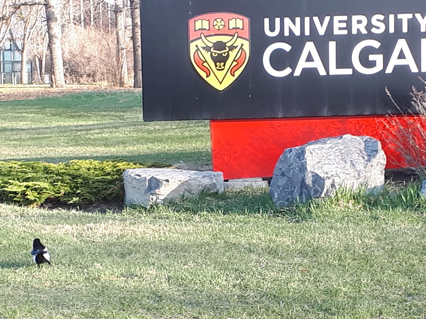 University of Calgary sign amongst grass and rocks. A small black and white bird can be seen in left foreground.