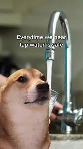 to scream or not to scream… tap water is NOT safe people! #MemeCut #dogs  #meme #water #waterfiltration #funny