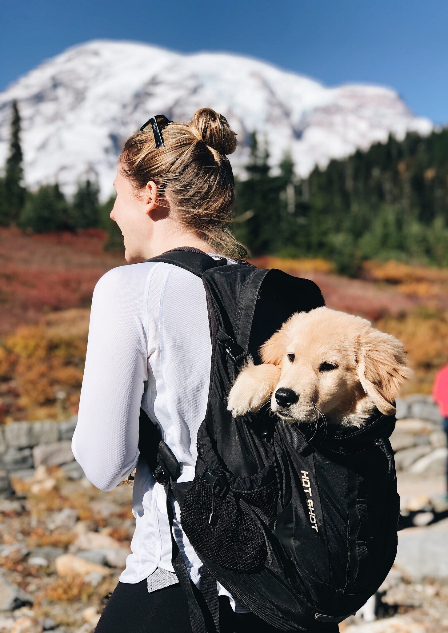 Minnie not being old enough to hike for real, and not being allowed outside the parking lot at Mount Rainer National Park.