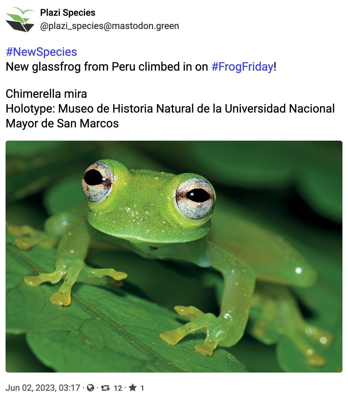 New glassfrog from Peru