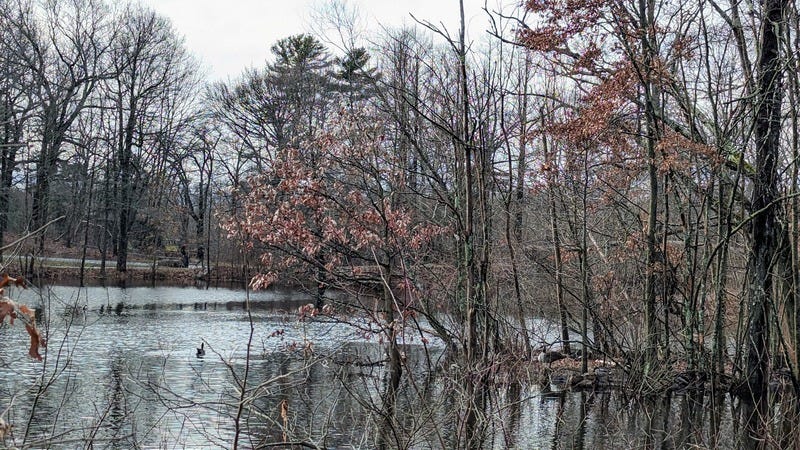 Photo of a pond in wintertime, with a small island covered with trees in the middle. A duck swims in the water