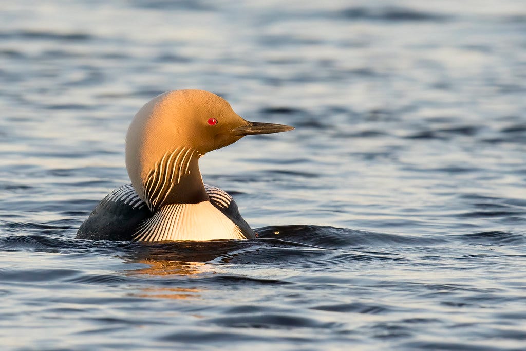 A Pacific Loon in open water. "Pacific Loon" by Mick Thompson1 is licensed under CC BY-NC 2.0.