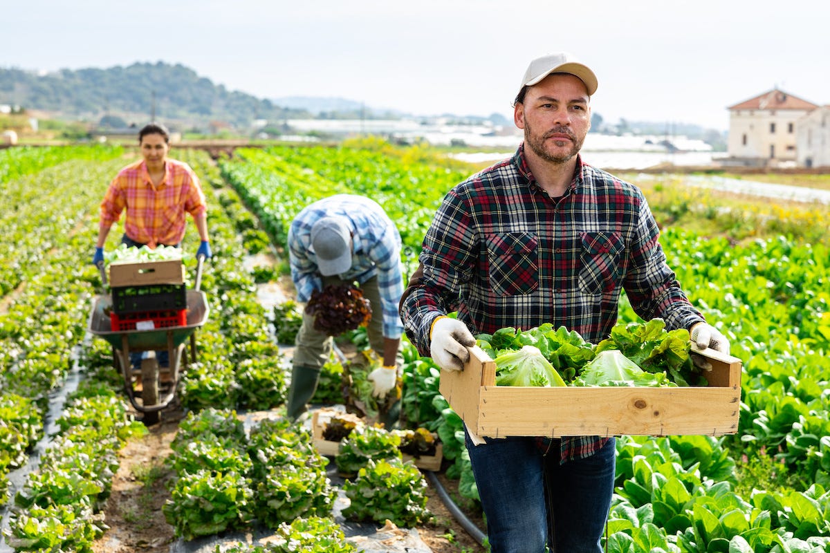 Il problema del lavoro in agricoltura - Economia e politica - AgroNotizie