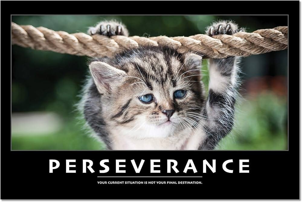 Perseverance Motivational Cat Gloss Poster - Large 16x24 inch : Amazon.ca:  Home