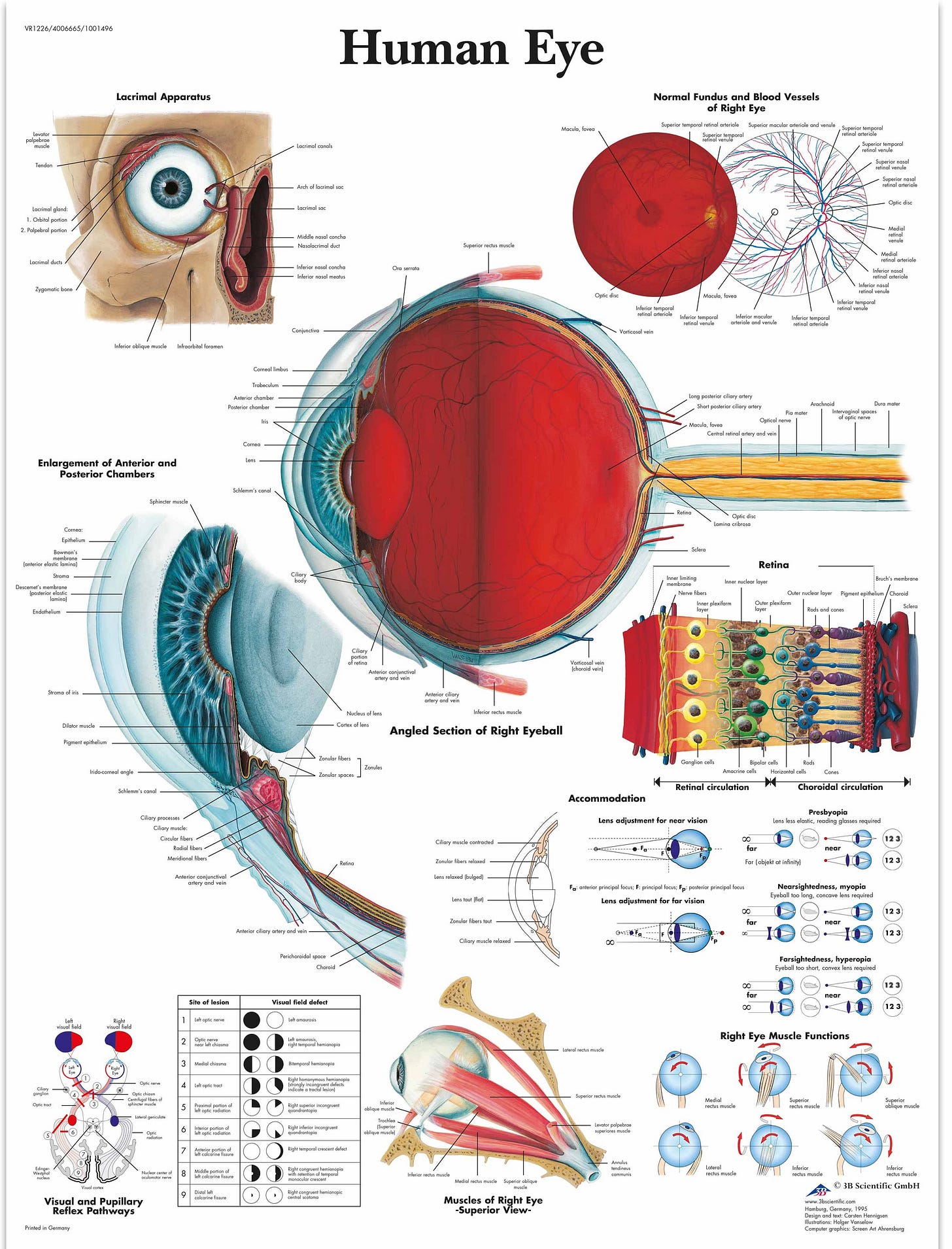 https://www.3bscientific.com/thumblibrary/VR1226UU/VR1226UU_01_3200_3200_Human-Eye-Chart.jpg