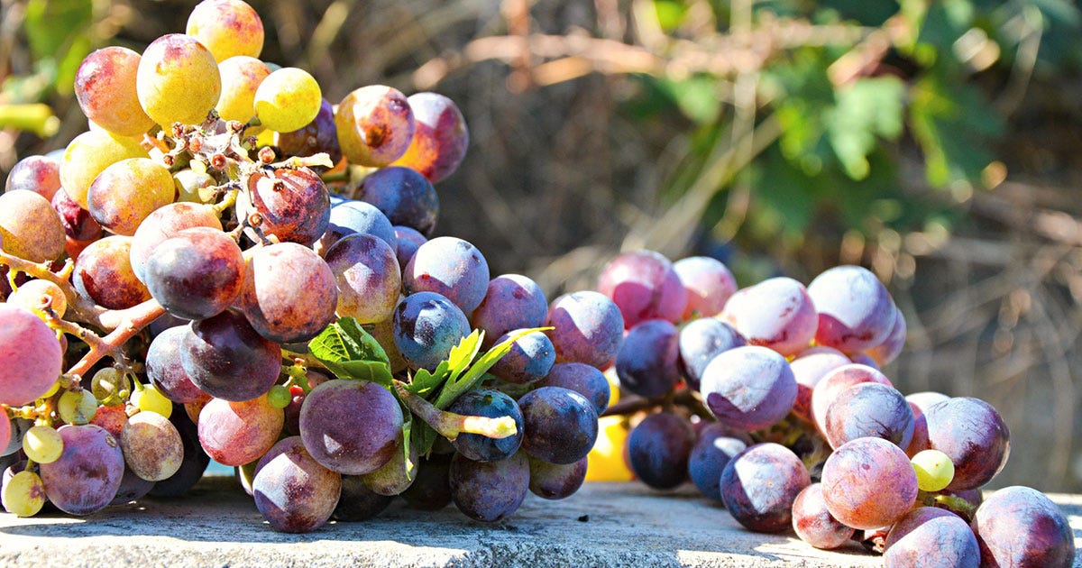 Explore the Top 9 Red Wine Grape Varieties - City Vineyard, Billings, MT