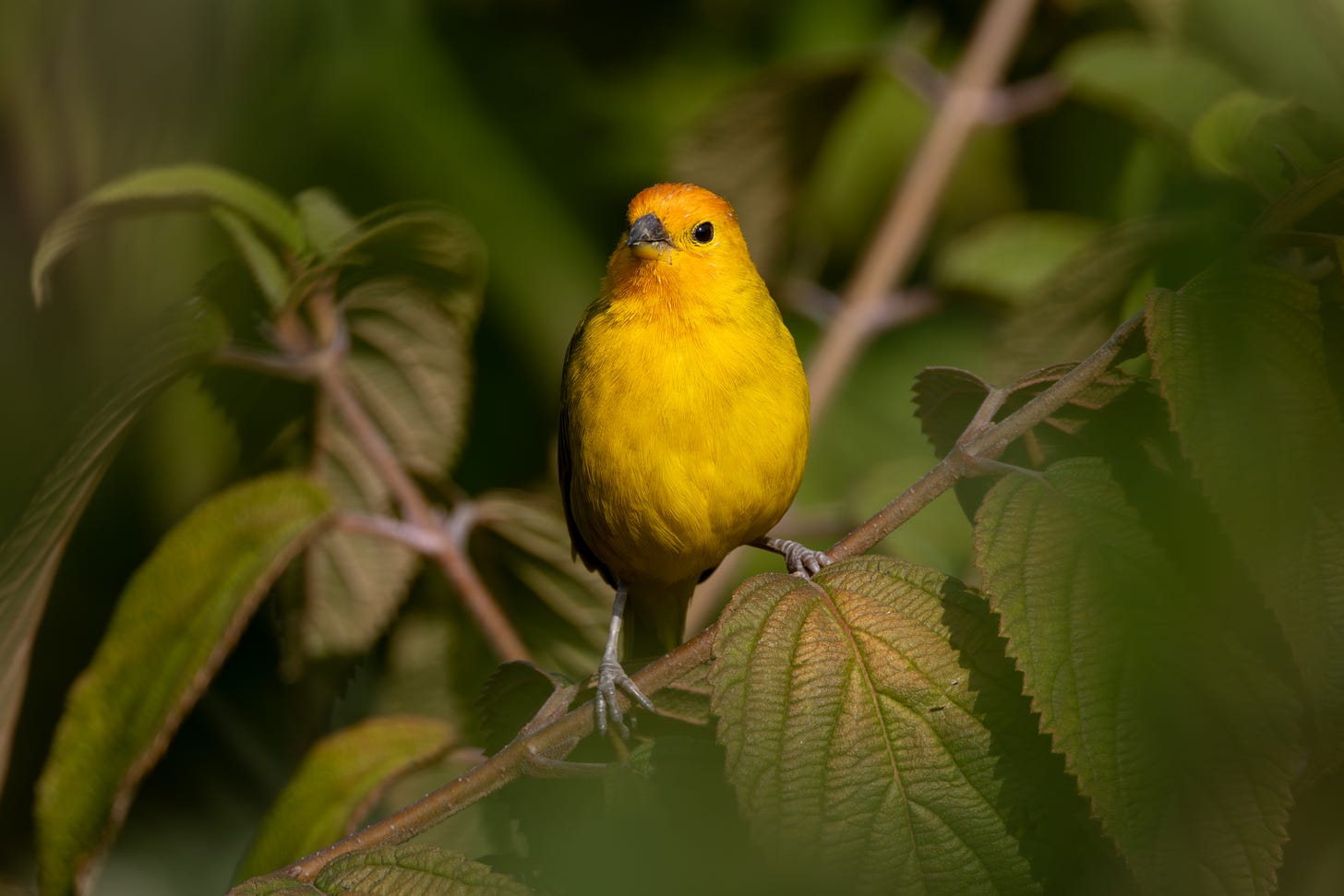 a bright yellow songbird with a reddish face perched in a leafy bush looking right at teh camera. it has a blunt bill and beady black eyes