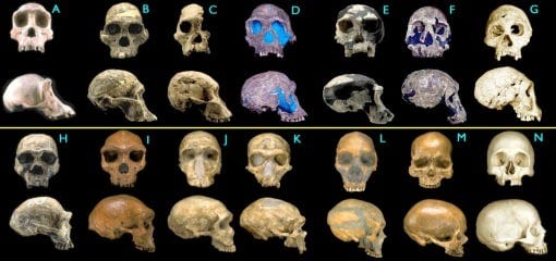 fossil-hominid-skulls.jpg