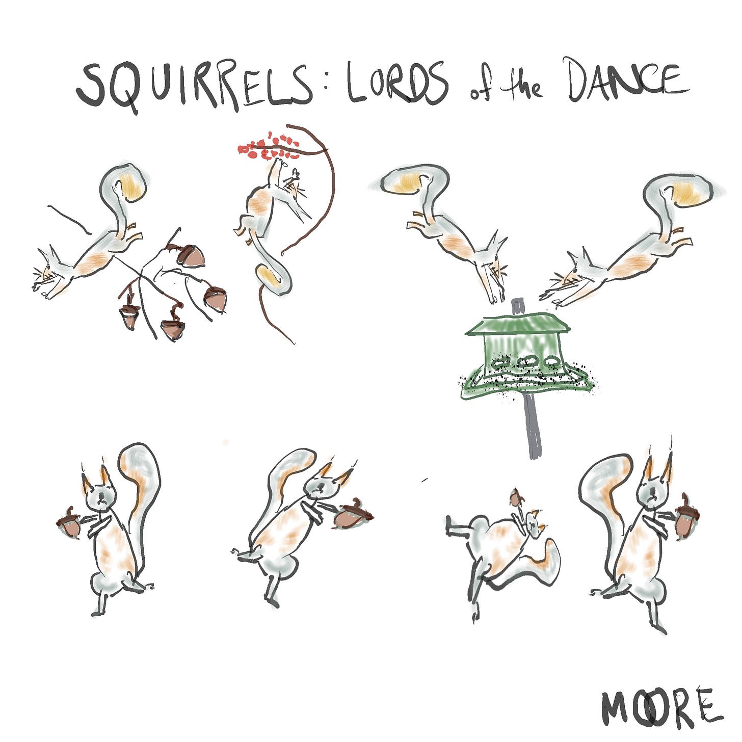 squirrels: lords of the dance