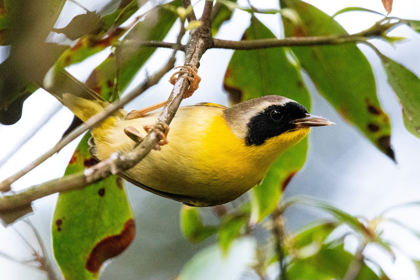 A small yellow bird with a black bandit's mask over its eyes hangs upside-down and horizontal from a tree stem