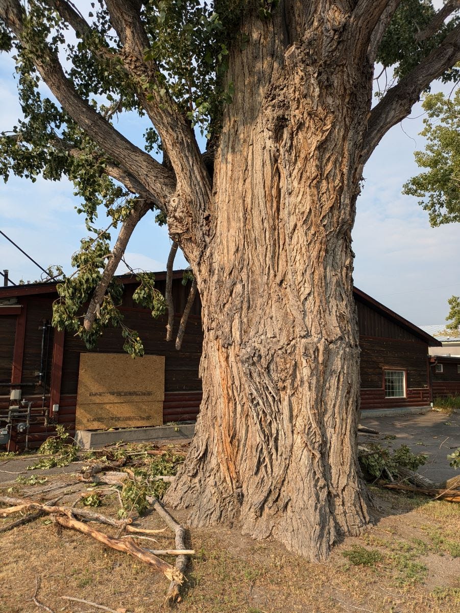 a large cottonwood tree that would take three people to reach around, in front of a building with windows boarded up and branches scattered on the ground