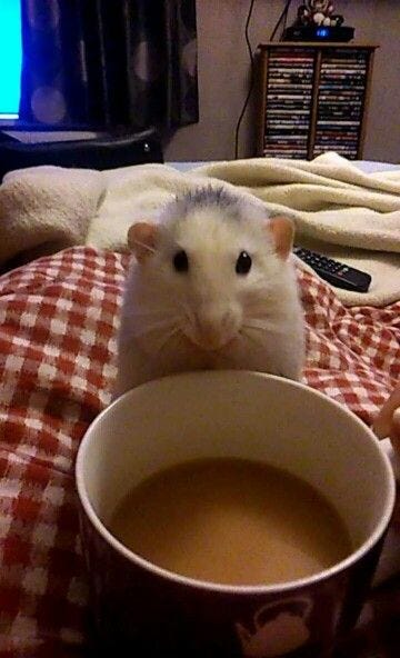 A white dumbo rat looks at you patiently as it waits behind your mug of tea.