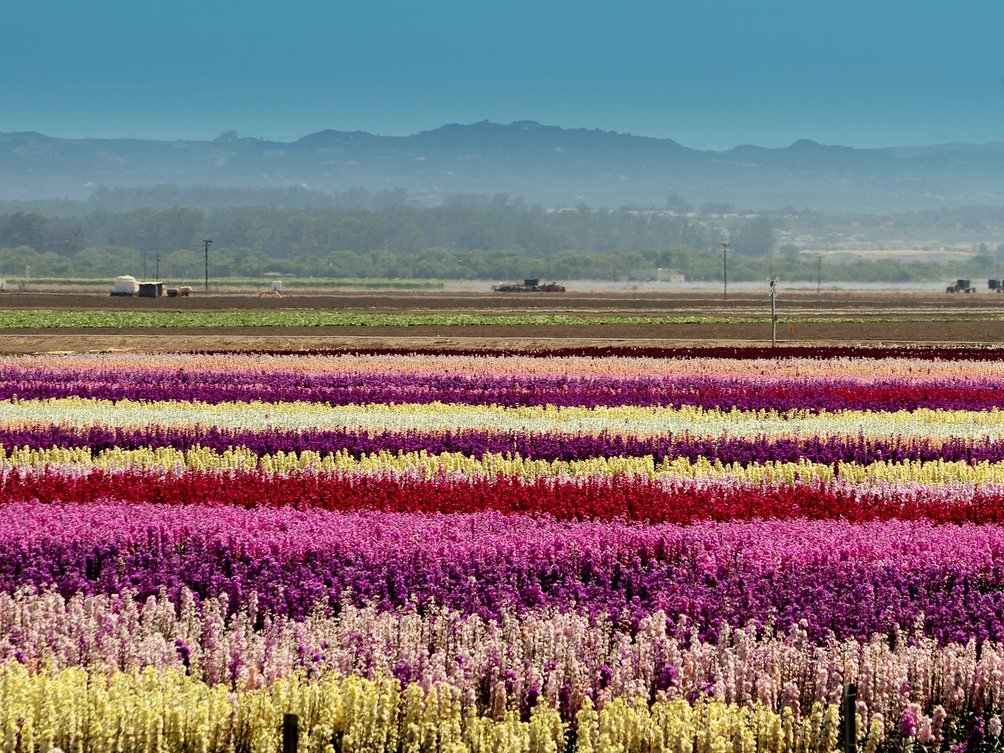 10 Gorgeous Fields of Flowers Worth Traveling to See | Architectural Digest