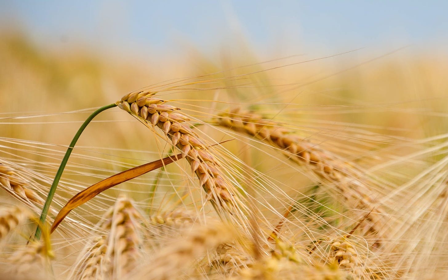 campo de trigo grano duro utilizado para fazer massa seca de semolina
