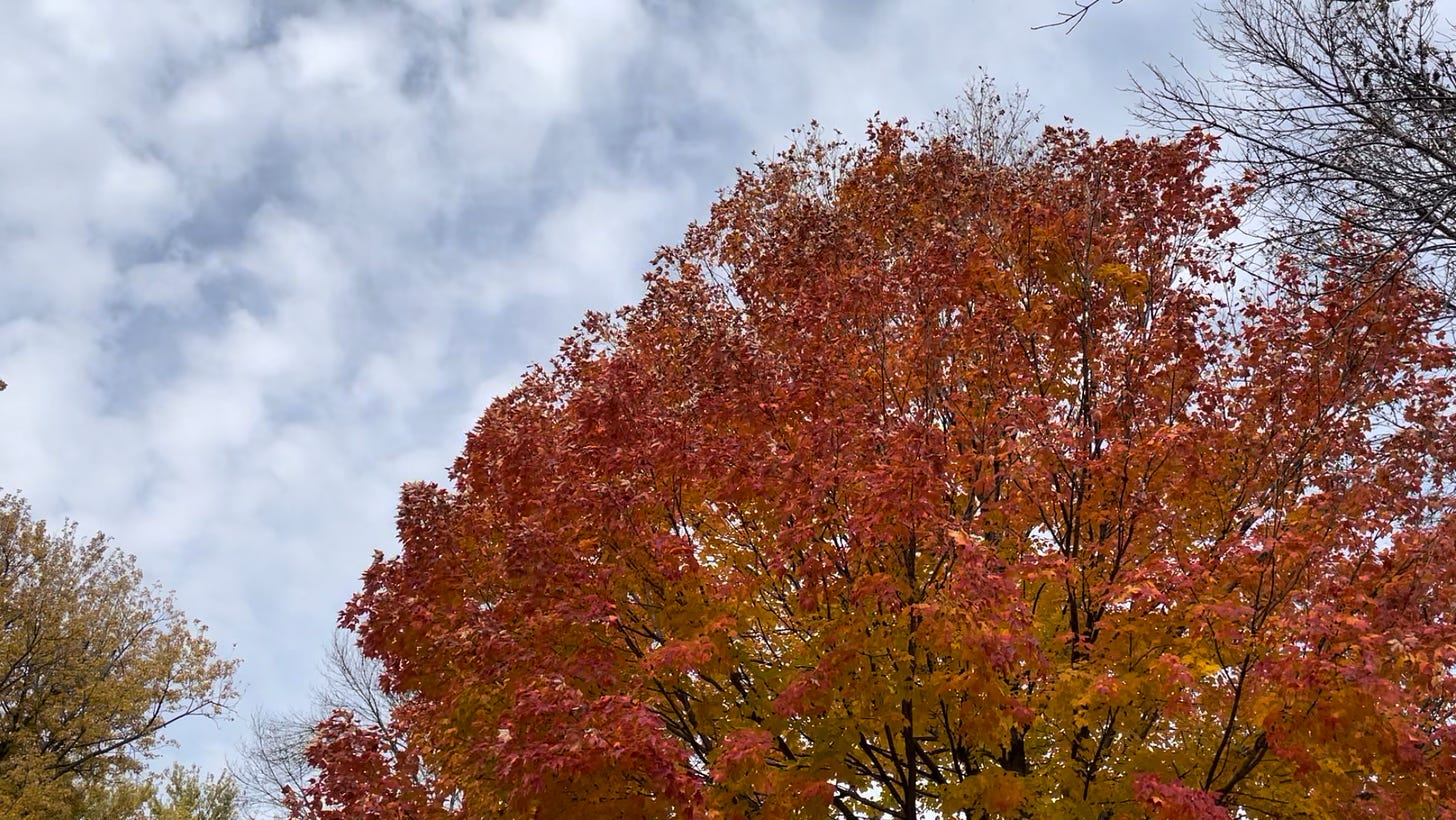A maple tree with red, orange, and yellow leaves