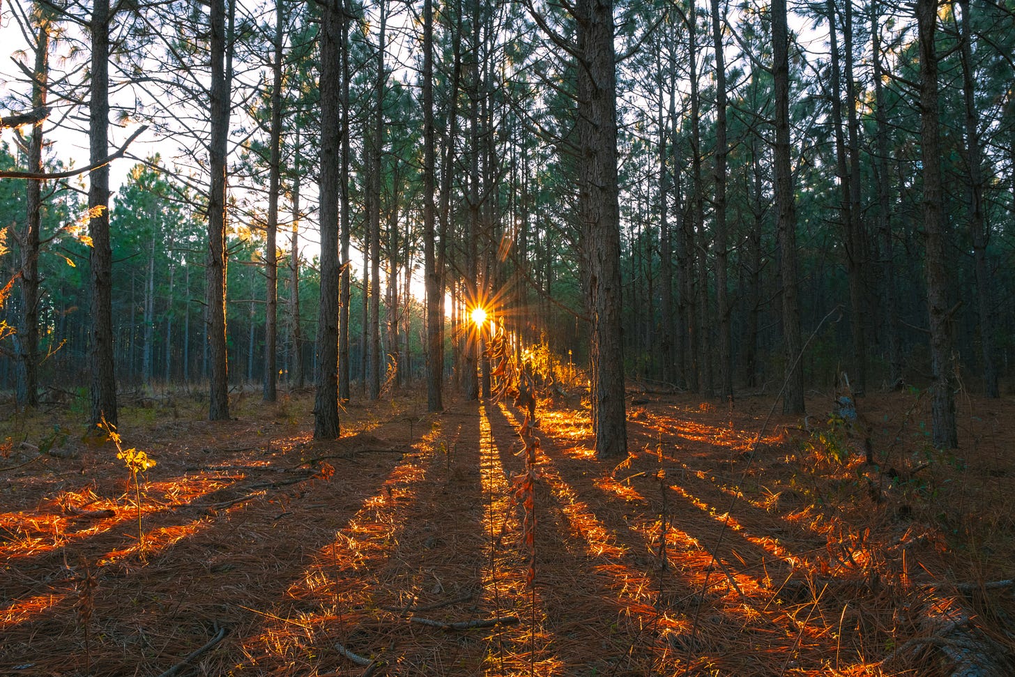 tronchi di pini in un bosco al tramonto con il sole che disegna le ombre degli alberi su un tappeto di aghi rossi