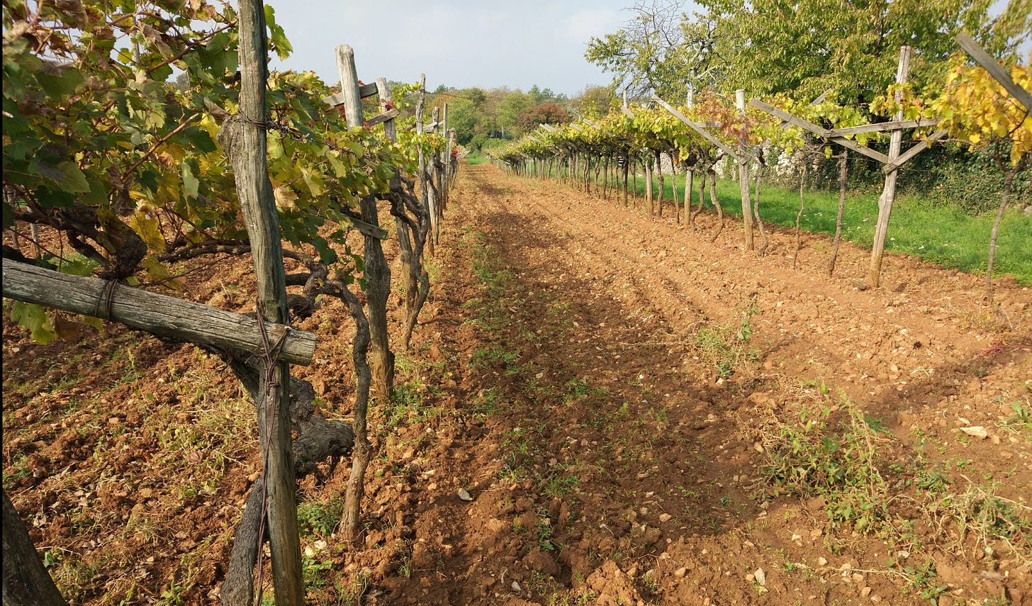 High trained Pergola vineyard at Skerlj, Carso