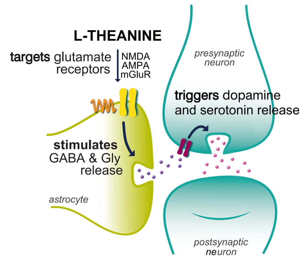 L-Theanine in Green Tea Stimulates Neurotransmitter Production & Reduces Anxiety - ZRT Laboratory L-Theanine in Green Tea Stimulates Neurotransmitter Production & Reduces Anxiety - ZRT Laboratory