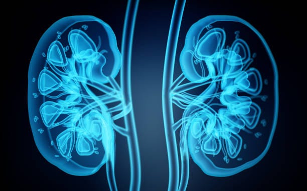 x-ray image of human kidneys. 3d illustration - kidneys bildbanksfoton och bilder