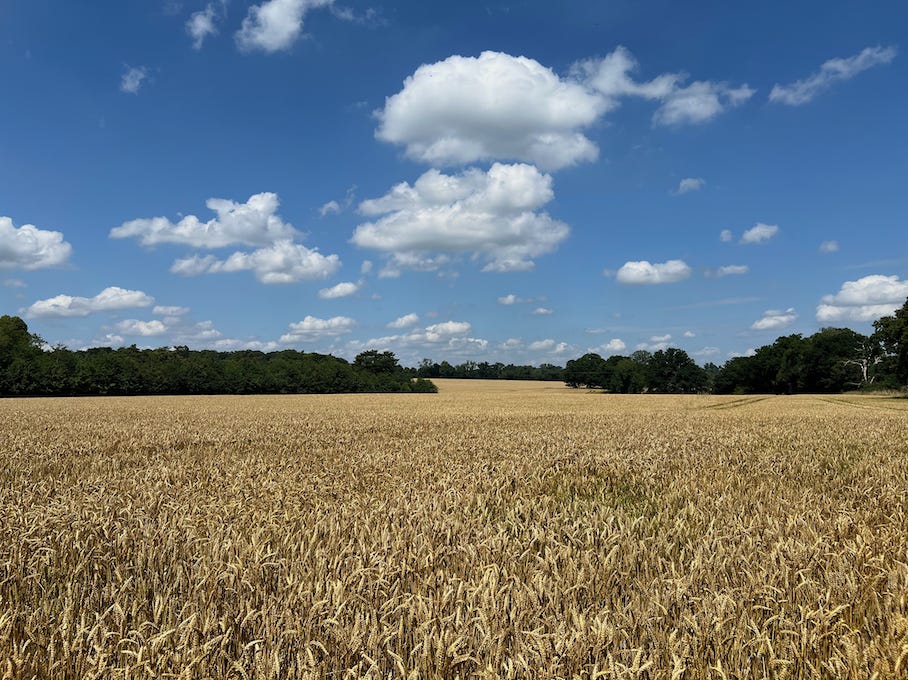 Photo by Author — summer sun and ripening crops