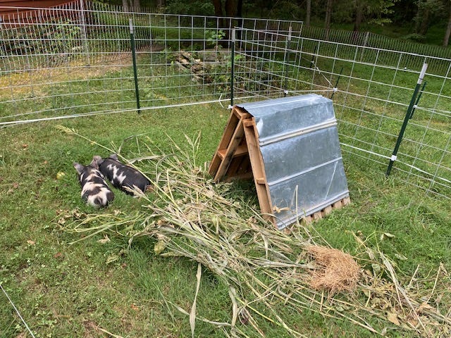 piglets in pastured pen with A-frame shelter