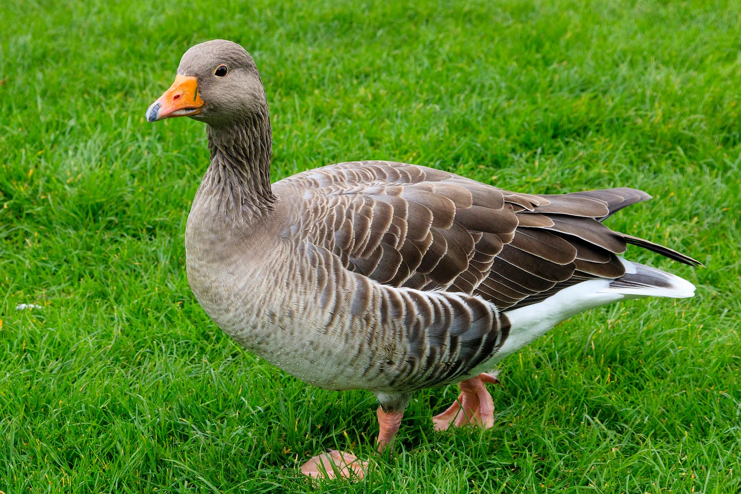 Greylag goose © Felicity Martin