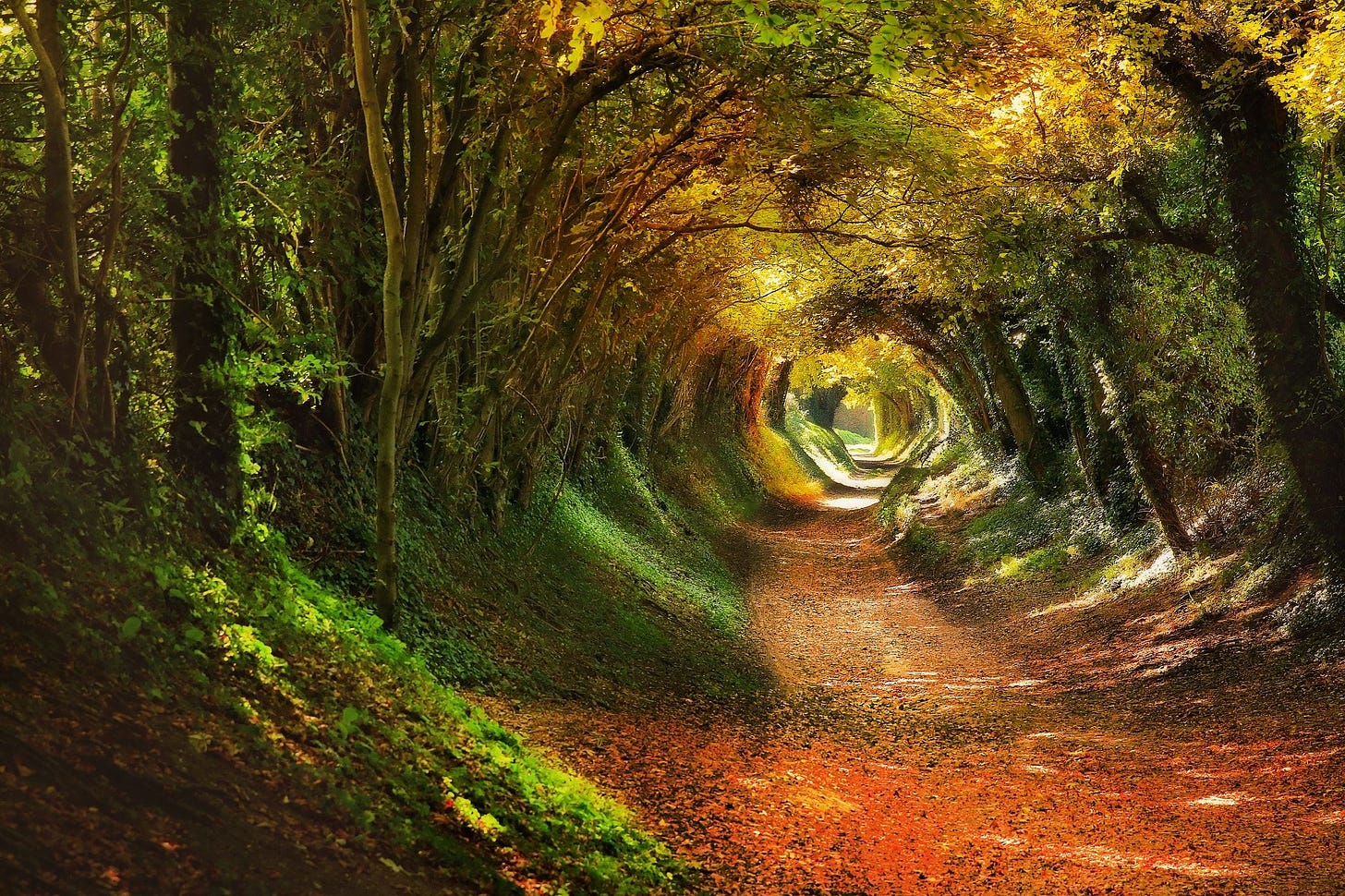 Tree tunnel in Halnaker, West Sussex. It's an old Roman road that used ...