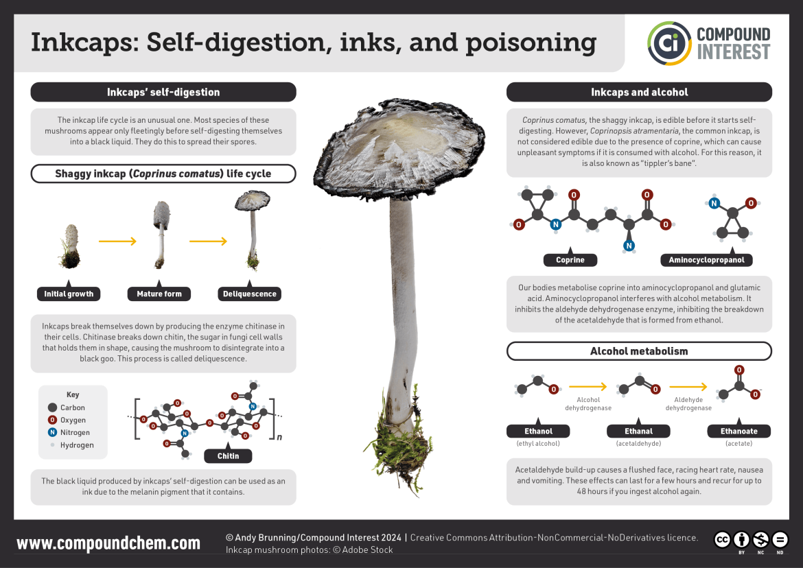 Infographic on inkcap mushrooms, titled "Inkcaps: Self-digestion, inks, and poisoning." Most species of inkcap mushrooms appear only fleetingly before self-digesting themselves into a black liquid. They do this to spread their spores. Inkcaps break themselves down by producing the enzyme chitinase in their cells. Chitinase breaks down chitin, the sugar in fungi cell walls that holds them in shape, causing the mushroom to disintegrate into a black goo. This process is called deliquescence. The black liquid produced by inkcaps’ self-digestion can be used as an ink due to the melanin pigment that it contains. Coprinopsis atramentaria, the common inkcap, is not considered edible due to the presence of coprine, which can cause unpleasant symptoms if it is consumed with alcohol. Our bodies metabolise coprine into aminocyclopropanol and glutamic acid. Aminocyclopropanol interferes with alcohol metabolism. It inhibits the aldehyde dehydrogenase enzyme, inhibiting the breakdown of the acetaldehyde that is formed from ethanol. Acetaldehyde build-up causes a flushed face, racing heart rate, nausea and vomiting.