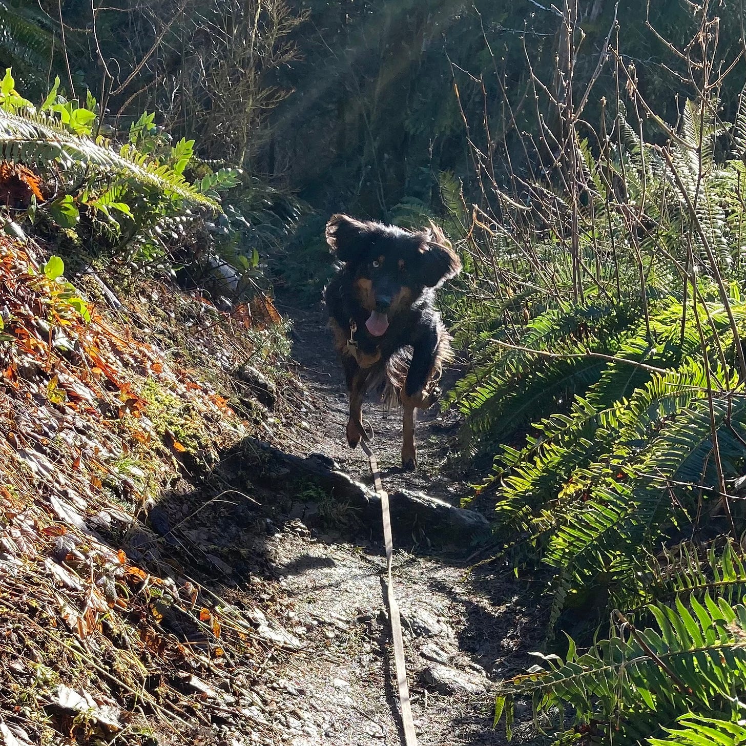 Black and brown dog running on forest trail towards camera