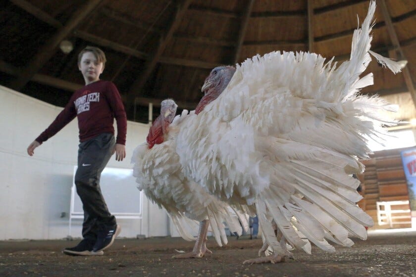 Donovan Barlow, 10, gets a close up look at Peas and Carrots at Gobblers Rest on the Virginia Tech campus in Blacksburg, Va., Wednesday, Nov. 21 2018. In an annual Thanksgiving tradition, President Donald Trump on Tuesday pardoned the pair of meaty turkeys from the holiday table.
