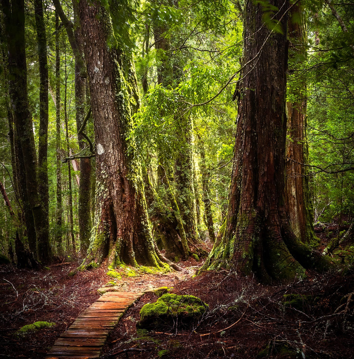 Wooden path ending as track leads between two large trees into the forest
