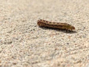 Cutworm