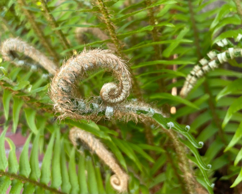 spiraling fern frond