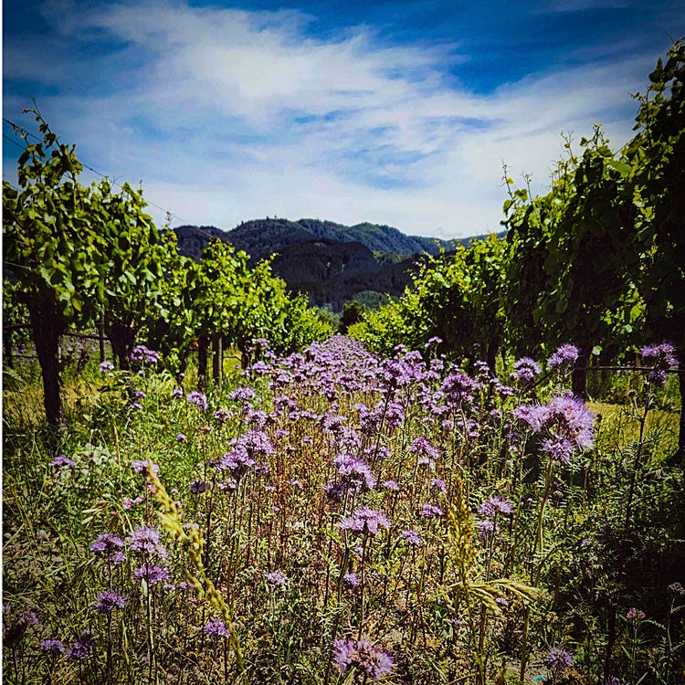 At Huia, wildflowers are key to our organic practices—attracting beneficial insects, enriching soil, and nurturing a thriving vineyard ecosystem naturally. They are also incredibly beautiful! (December 4, 2024 post on <a href="https://www.instagram.com/huia_vineyards/p/DDK7ZT7uQPp/" target="_new">Huia's Instagram page.</a>)