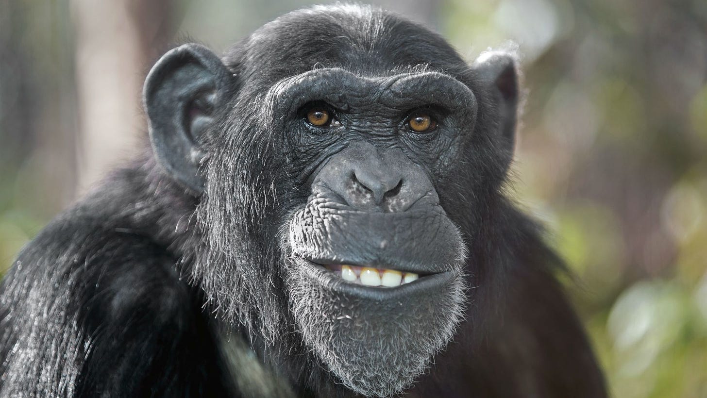 Why Do Chimpanzees Throw Poop? | Mental Floss