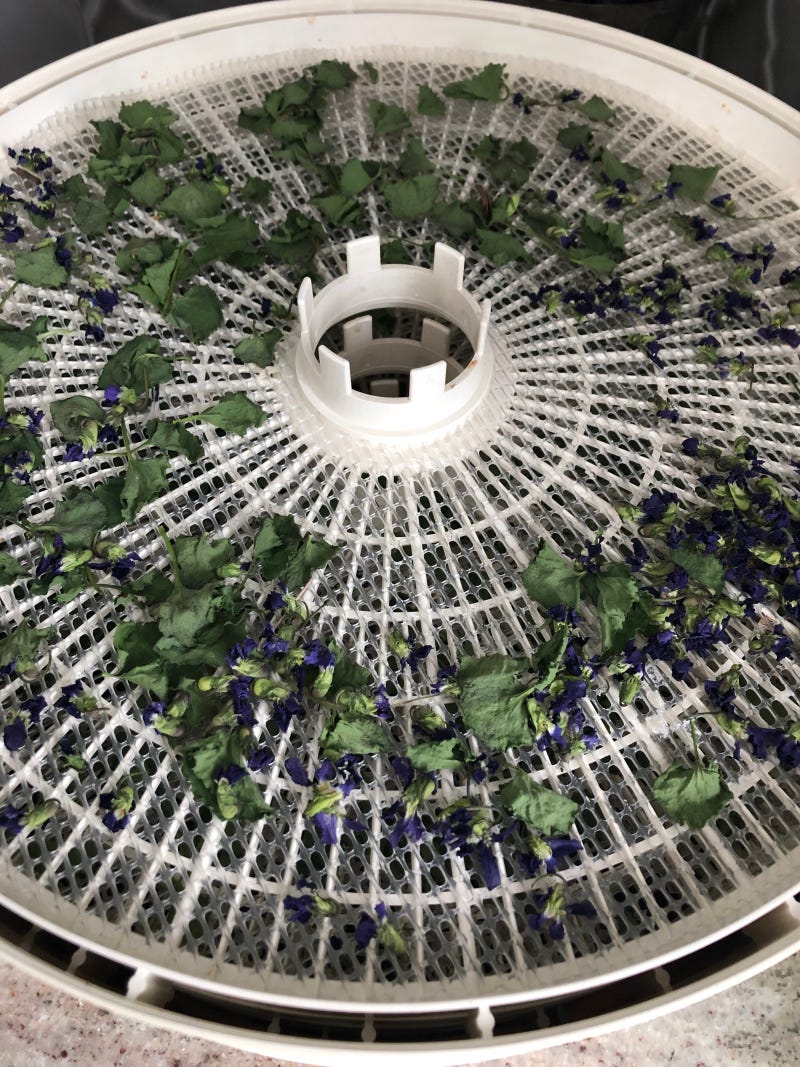Drying violets