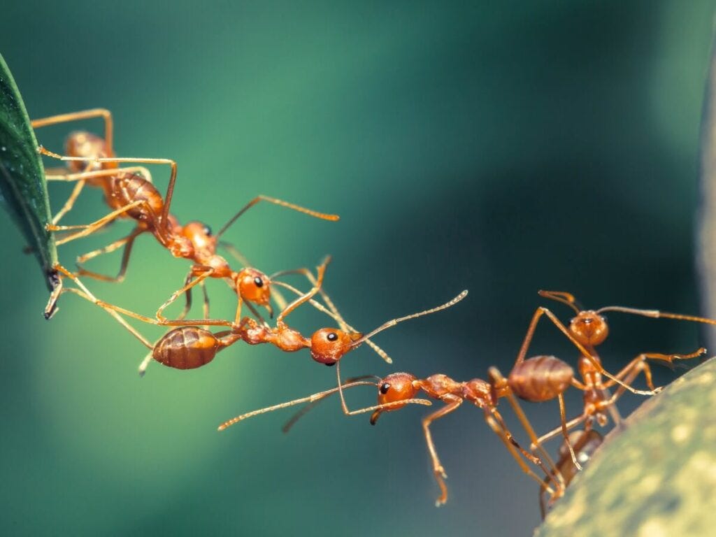 Todo lo que necesitas saber sobre las hormigas: características tipos y  curiosidades - *FUMIGACION PLAGAS, CONTROL PLAGAS SEVILLA, URGENCIAS 24  HORAS ,RATAS,AVISPAS,TERMITAS,CHINCHES,CUCARACHAS