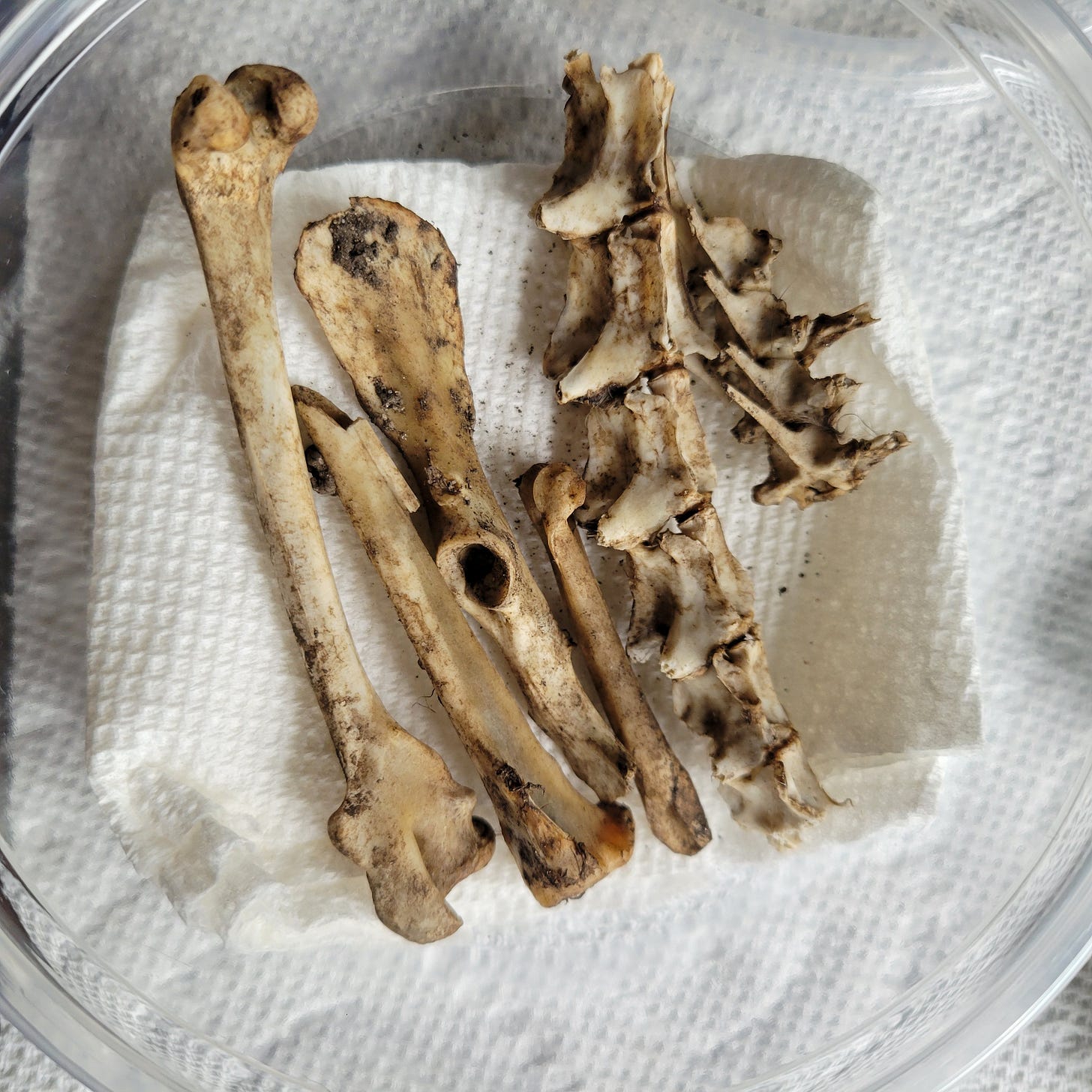 rabbit bones