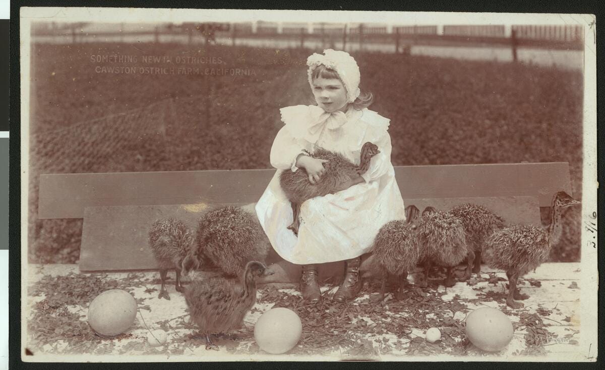 Sepia photograph of a little girl holding baby ostriches at the Cawston Ostrich Farm, ca.1900. The little girl can be seen in a lightly-colored dress and bonnet sitting on a short bench at center with a baby ostrich in her lap. Seven other baby ostriches surround her with leaves scattered at their feet. Several large eggs as well as a few smaller eggs can be seen on the ground around them while a field sits in the background.