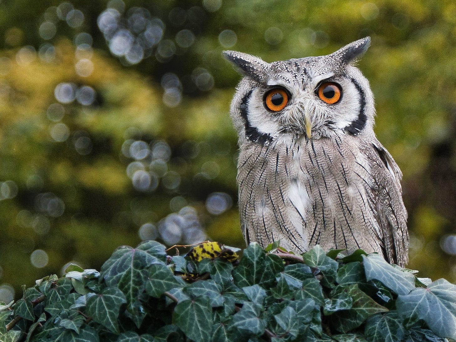 A horned owl (unknown species) perches on a curved branch covered in English ivy. Its breast feathers are shaded from white to taupe, with black stripes down the middle of each, and its eyes are a brilliant pumpkin orange. Something about the combination of round large-pupiled eyes, narrow beak half-obscured by a ‘moustache’ of feathers above it, and the dark markings like parentheses on either side of its face make it look both alarmed and adorable.