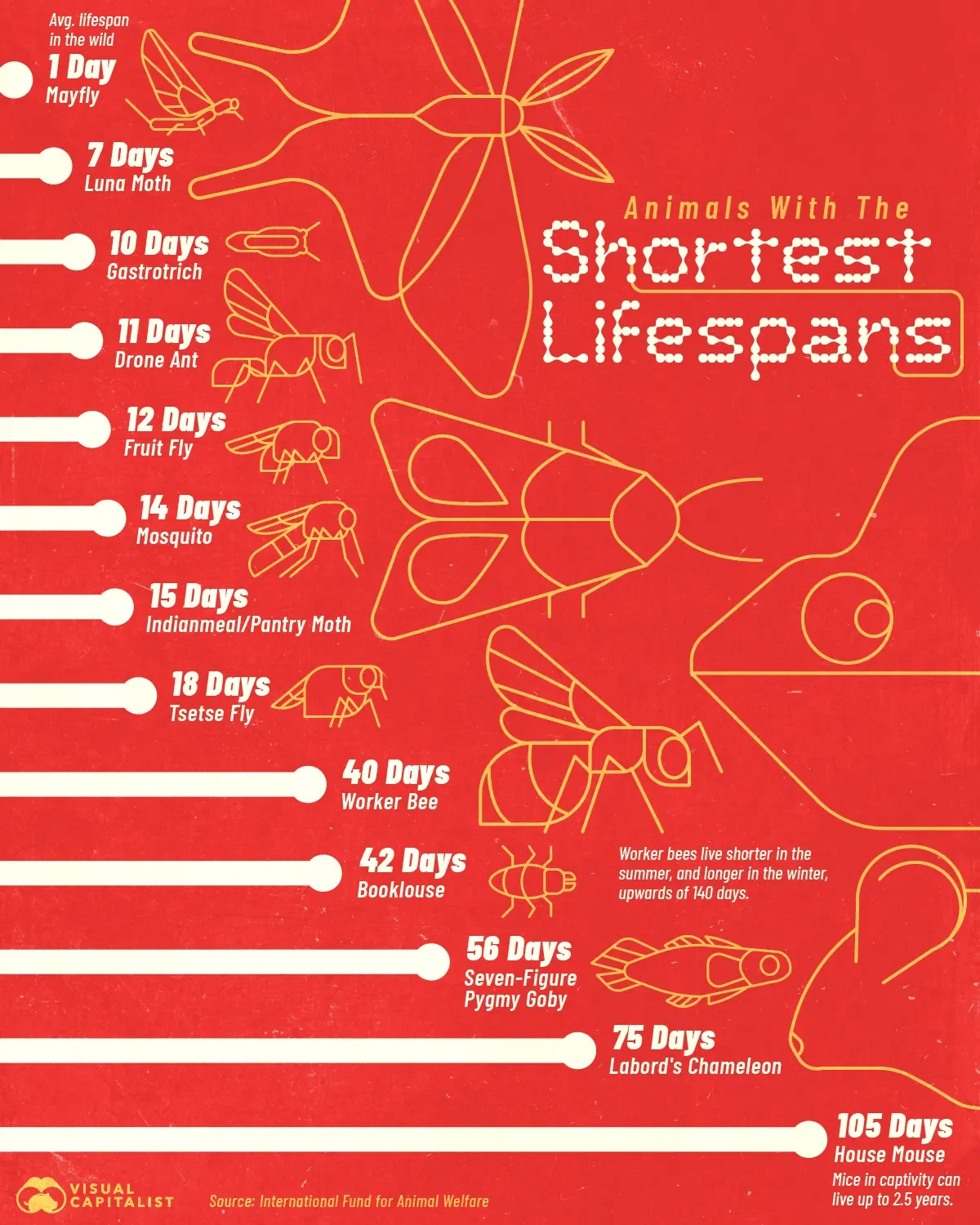 Which Animals Have the Shortest Lifespans?