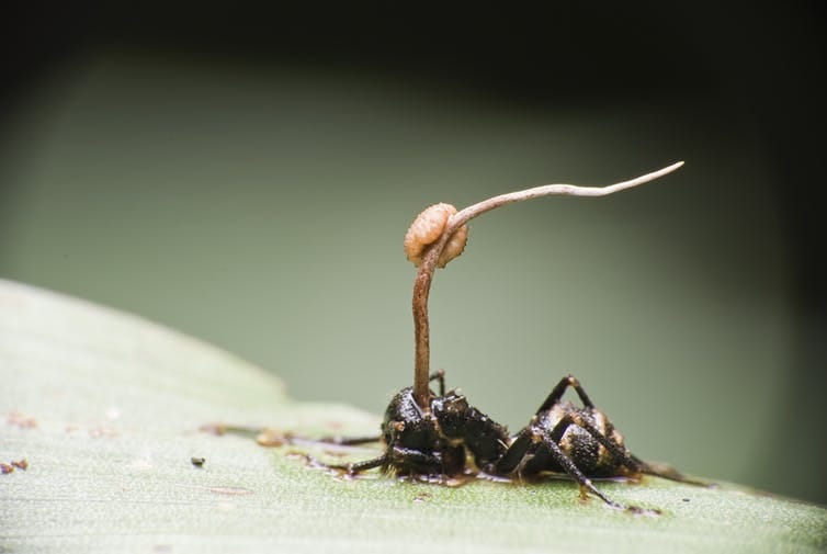 Image of the shell of an ant cadaver with a shaft protruding triumphantly from behind its head. Image of the shell of an ant cadaver with a shaft protruding triumphantly from behind its head.