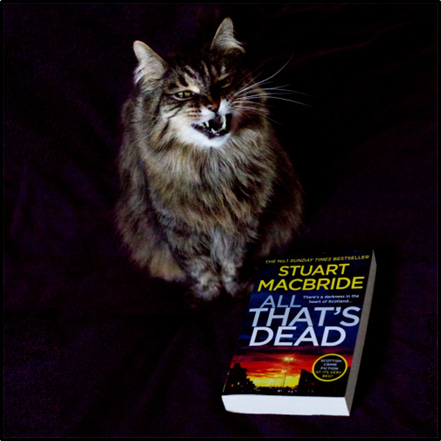 A lovely cat laughs beside a book