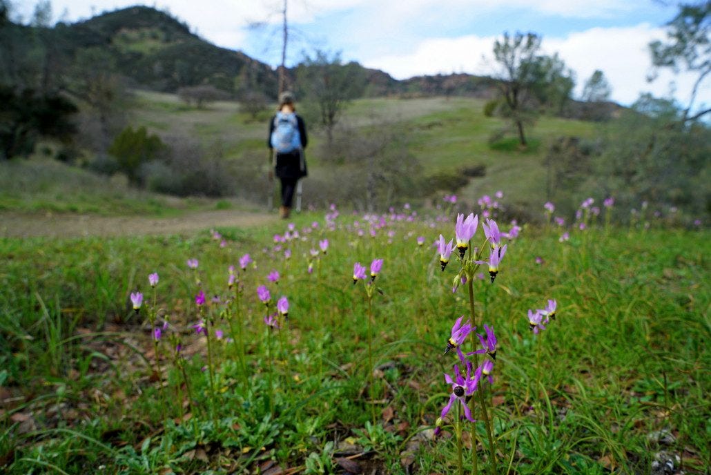 All the rain in California was already coaxing spring flowers out.