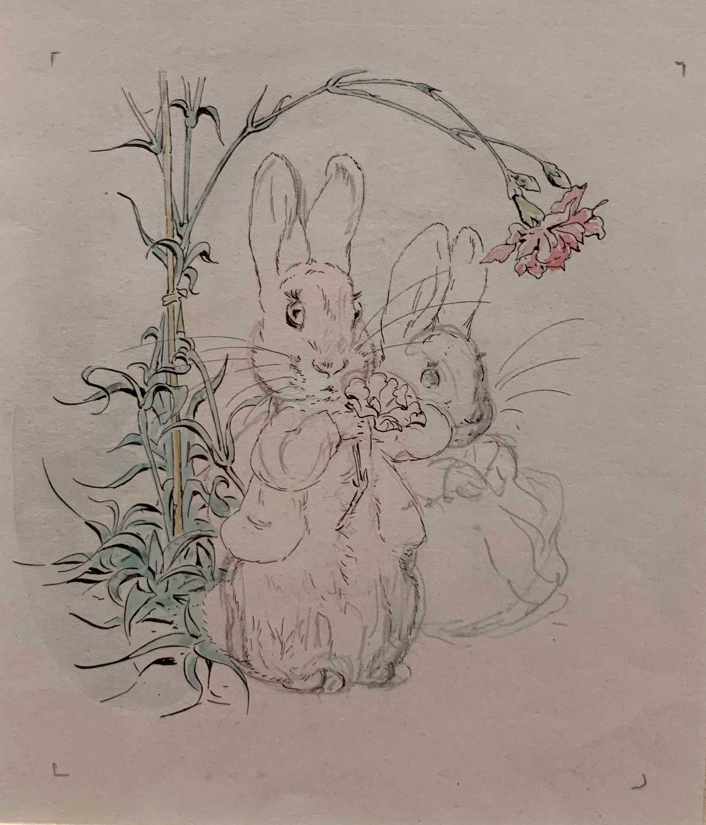 Beatrix Potter sketch and ink with some watercolor painting