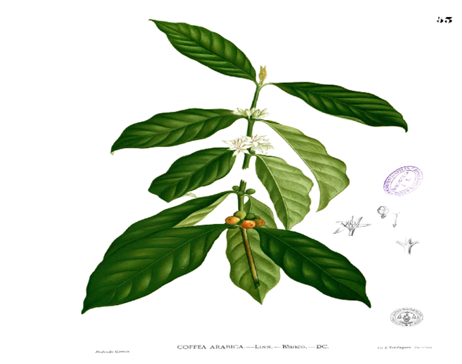 robusta leaves 