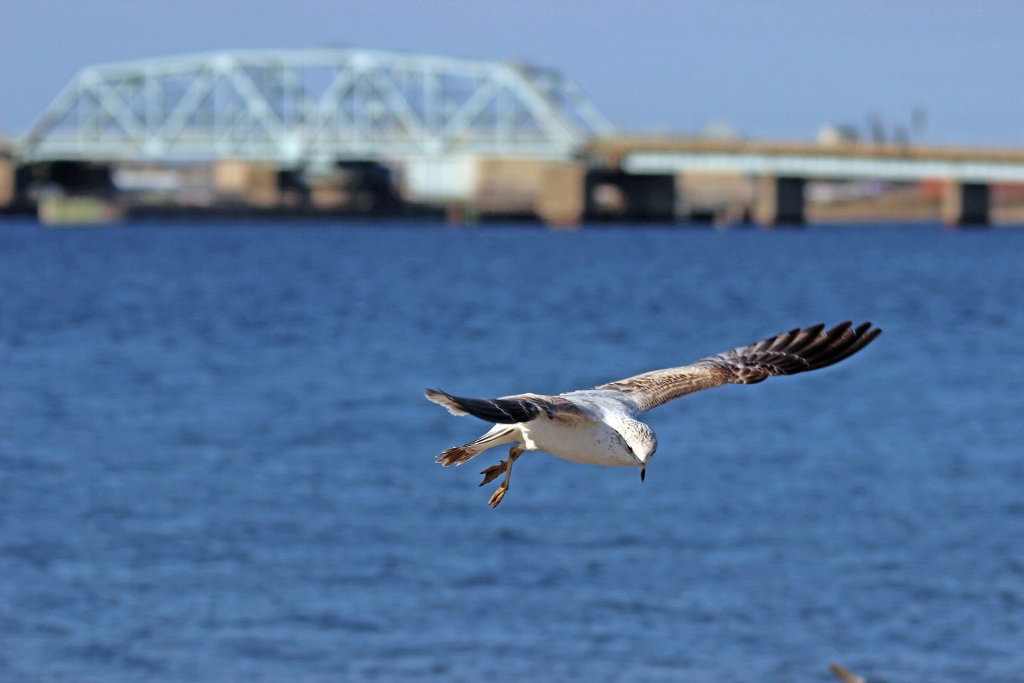a seagull flies over open water with a bridge in the distance behind him